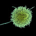 What Is NK Cell?
