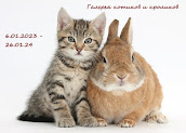 Галерея котов и кроликов у Натали