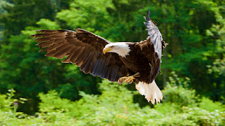 Essay on Eagle, Essay on Eagle In English