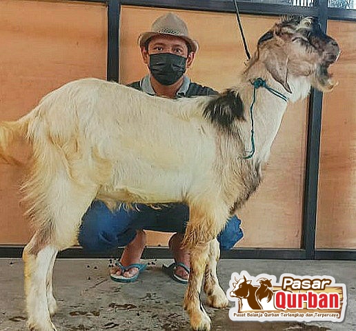 Umur Minimal Kambing Bisa Untuk Kurban Adalah