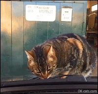 Startled Cat GIF • Curious cat scared by windshield wipers. Funny slowmotion reaction [ok-cats.com]
