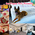 Recommend to stay at 7 The Best Cheap Las Vegas Pets Friendly Hotels with Swimming pool 