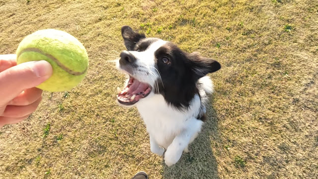 保護犬 ボーダーコリー トーマ ボール遊び