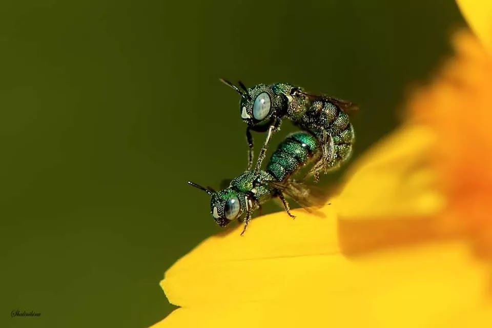 Honey bee mating, yellow flover, Smal Carpenter Bee