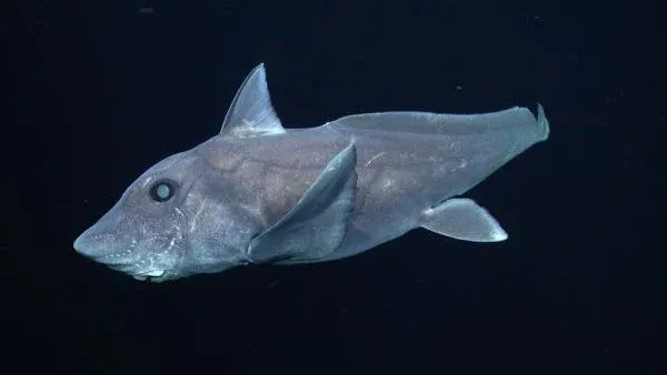 Un tiburón fantasma adulto registrado en la costa de California Central en 2007. (Crédito de la imagen: Copyright 2007 MBARI)