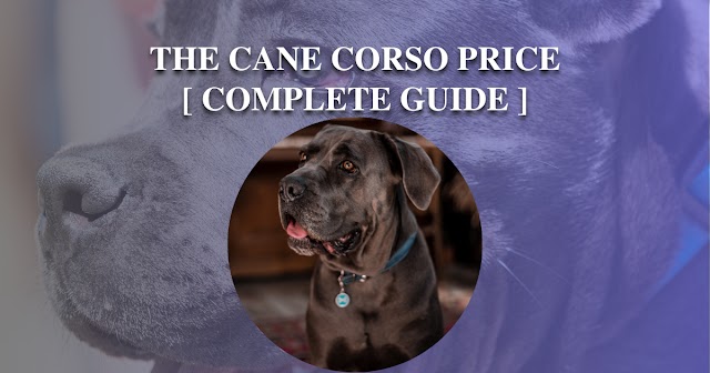 The Cane Corso Price [ Complete Guide ] - Universe For Pets