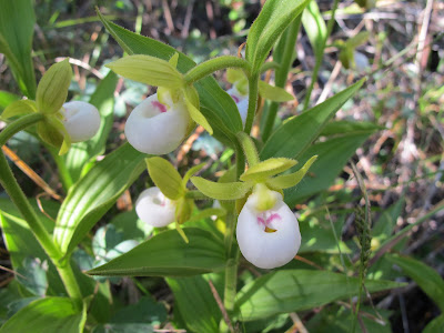 Cypripedium californicum - California Lady's Slipper care