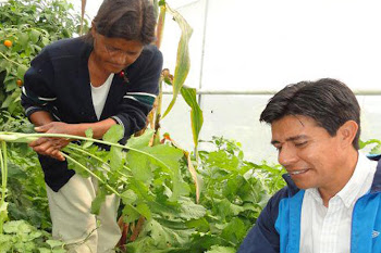 El amaranto aporta más proteína que el maíz, trigo y arroz