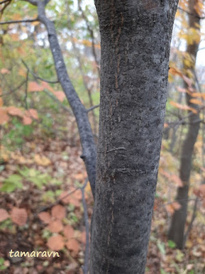 Мелкоплодник ольхолистный / Рябина ольхолистная (Micromeles alnifolia, =Sorbus alnifolia)