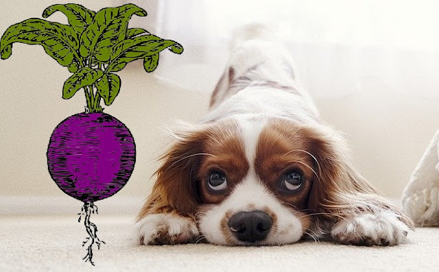 Can Dogs Eat Beets 4