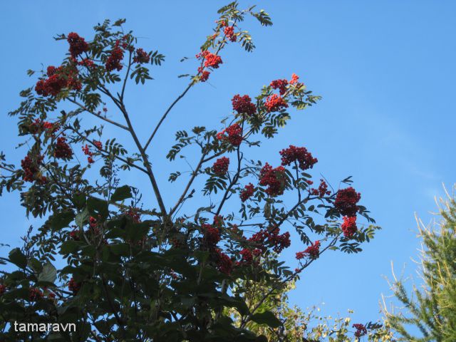 Рябина амурская / Рябина похуашаньская (Sorbus amurensis, =Sorbus pohuashanensis)