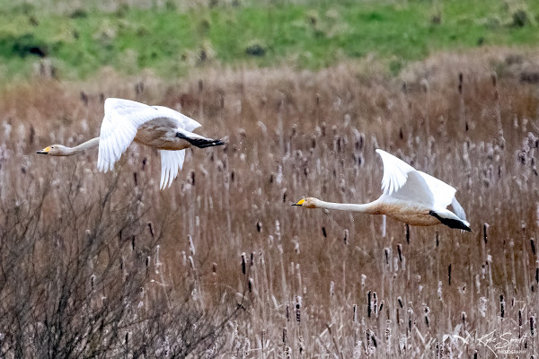 Whooper swan