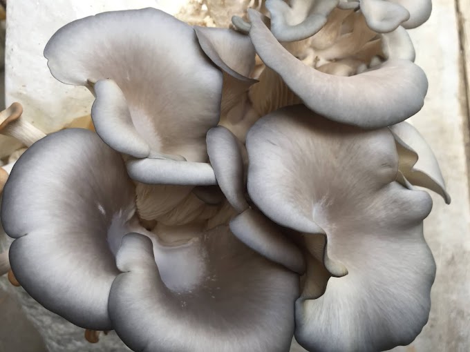 Grey oyster mushroom supplier in Ranchi | Mushroom supply online | Biobritte mushroom company