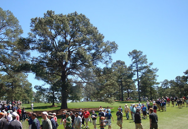 The Eisenhower Tree at Augusta National Golf Club