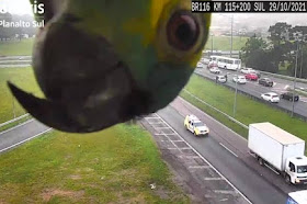 Curious parrot investigates highway traffic camera