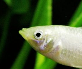 Molly Fish Male vs Female Identification, Breeding,Care