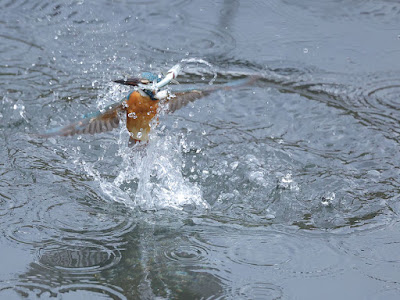 カワセミが水面から出てきました。お魚を咥えています。