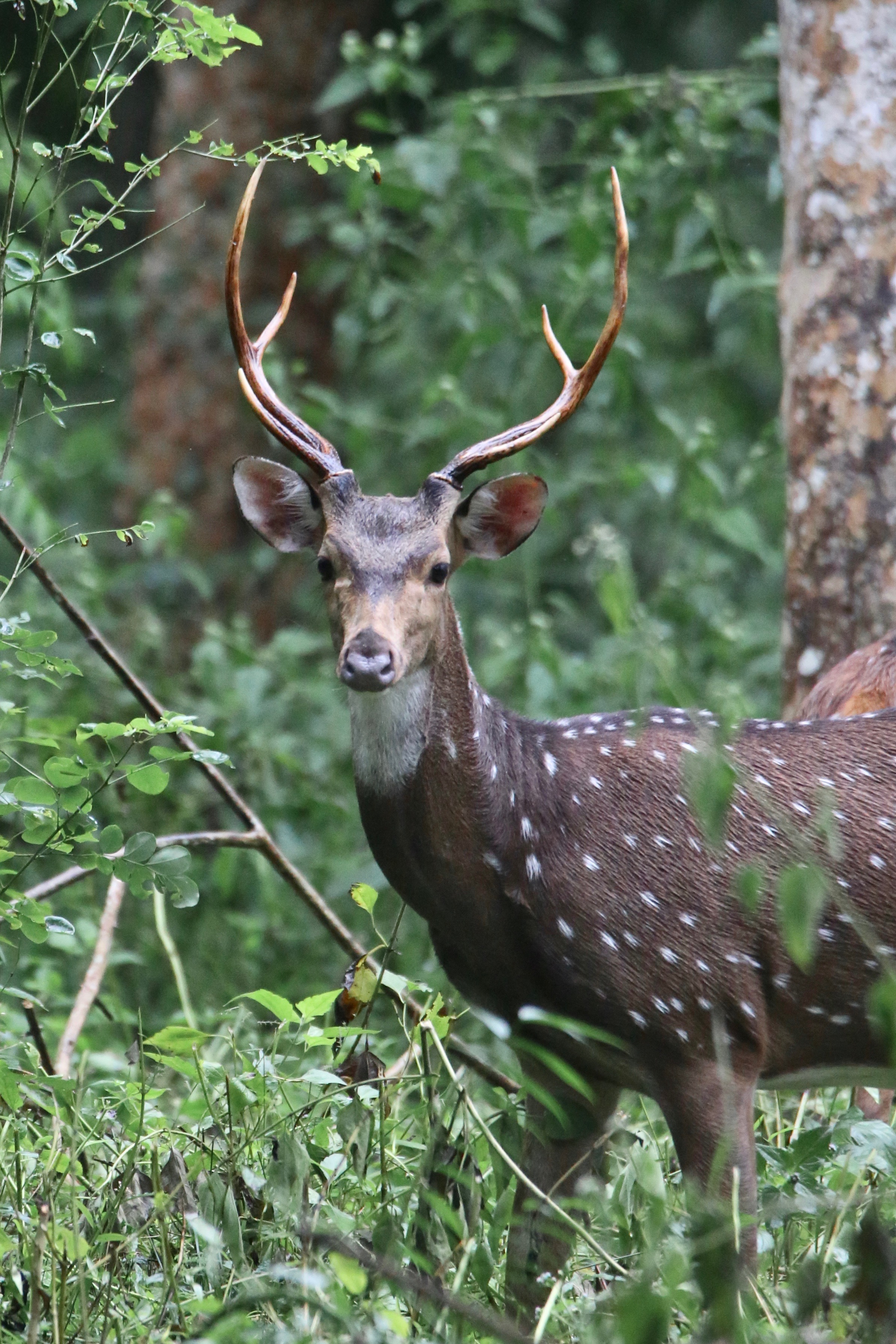 Spotted Deer high resolution images free