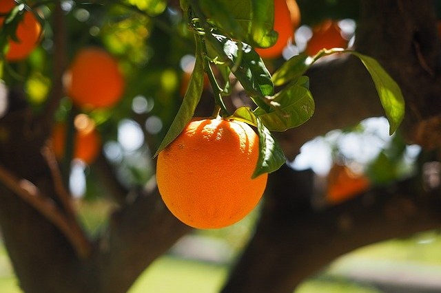 gambar buah jeruk di pohon