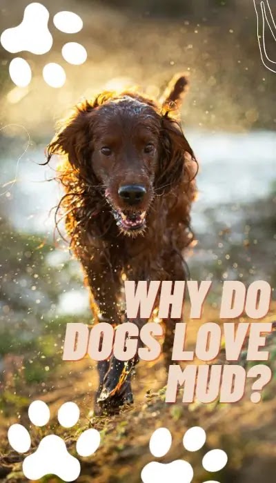 Why do dogs love mud?