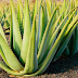 How to take care of an aloe plant