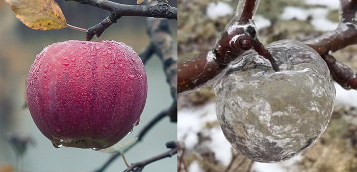 What Are Ghost Apples? What Freaky Phenomenon Causes These Apples To Turn Into Ghost Apples