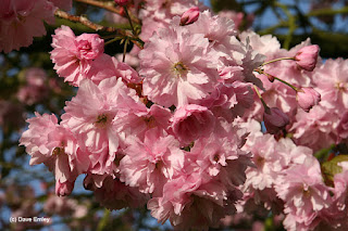 Prunus 'Kanzan' (='Sekiyama')