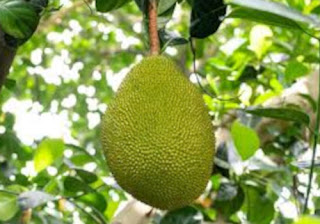 Jackfruit Seed Health Benefits and Side Effects