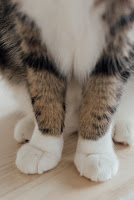 The cruelty of removing claws in cats
