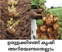 How to Cultivate Potatoes? - ഉരുളക്കിഴങ്ങ് കൃഷി ചെയ്യാം