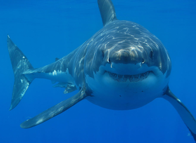 Biblical Meaning of Dreaming About Sharks