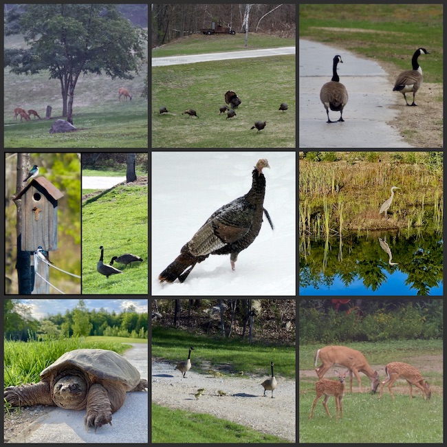 Wildlife Shares from Our Window into the Wild at Pieced Pastimes