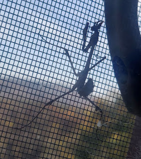 A (tiny) preying mantis