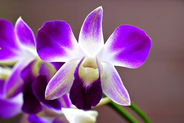 Orquídeas Dendrobium: Uma Variedade Deslumbrante