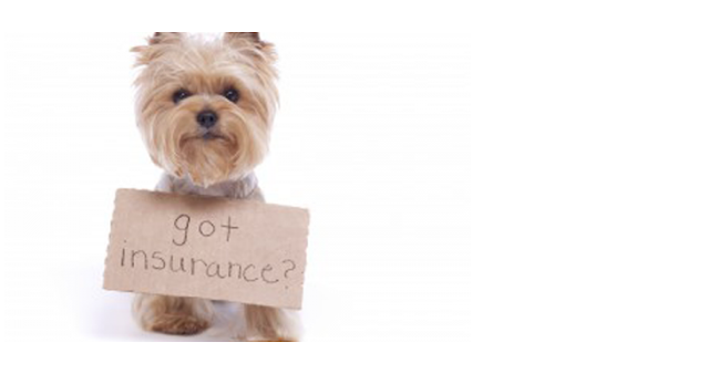 The Benefits of Pet Insurance in the UK: A Guide to Choosing the Right Policy