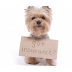 The Benefits of Pet Insurance in the UK: A Guide to Choosing the Right Policy