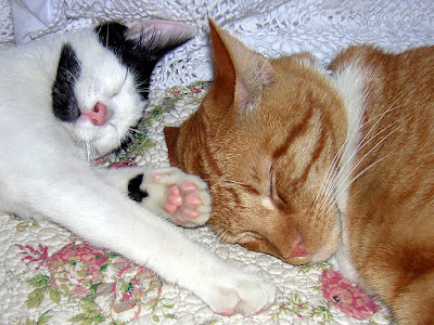 Napping Cats: photo by Cliff Hutson