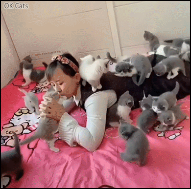 Amazing Kitten GIF • OMG, there’s so many cute kitties! Crazy cat girl, LEVEL 100! [ok-cats-gifs.com]