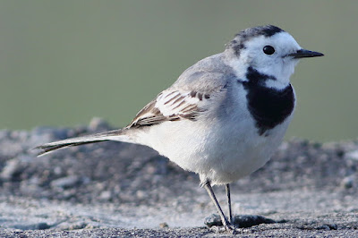 White Wagtail