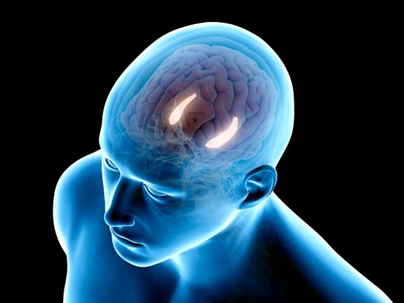 Hipocampo, um em cada hemisfério cerebral. Crédito: Sebastian Kaulitzki / Science Photo Library / Getty Images