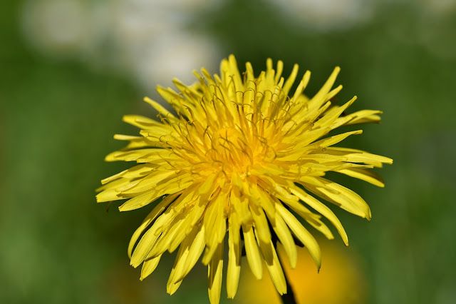 dandelion