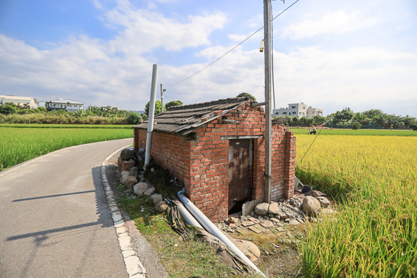 台中大里伯朗大道紅磚厝藏身在金黃稻田，漫步田間小路欣賞田園風光