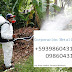 Fumigación y Control de plagas chinches garrapatas en Duran Guayaquil