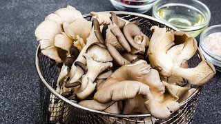 Oyster mushroom cultivation pdf India.