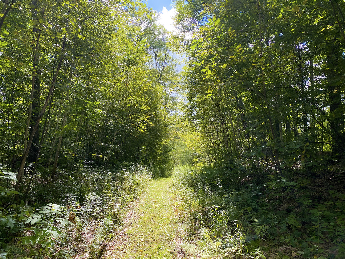 grass footpath in sunshine