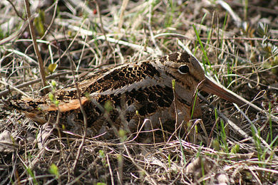 American Woodcock is among the slowest animals in the world.