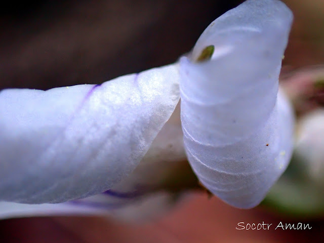 Viola bissetii