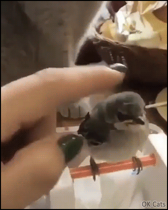 Cute Cat GIF • Polite cat gently petting new birdie. “You're welcome little guy, I'll protect you.” [ok-cats-gifs.com]