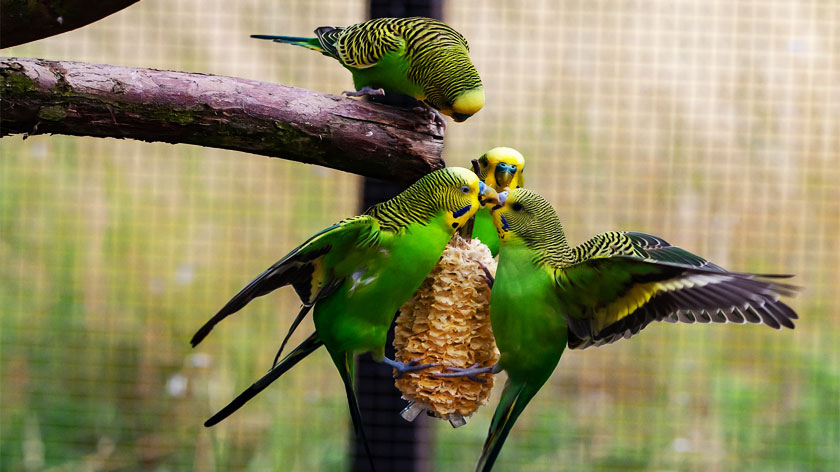 budgerigar, budgie, budgies parrot, budgies as pets, budgie care, budgie parakeet, budgerigar bird, breeding budgies