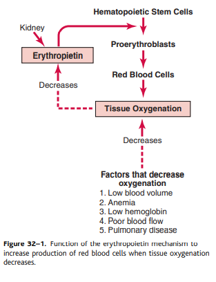 Regulation of Red Blood Cell Production